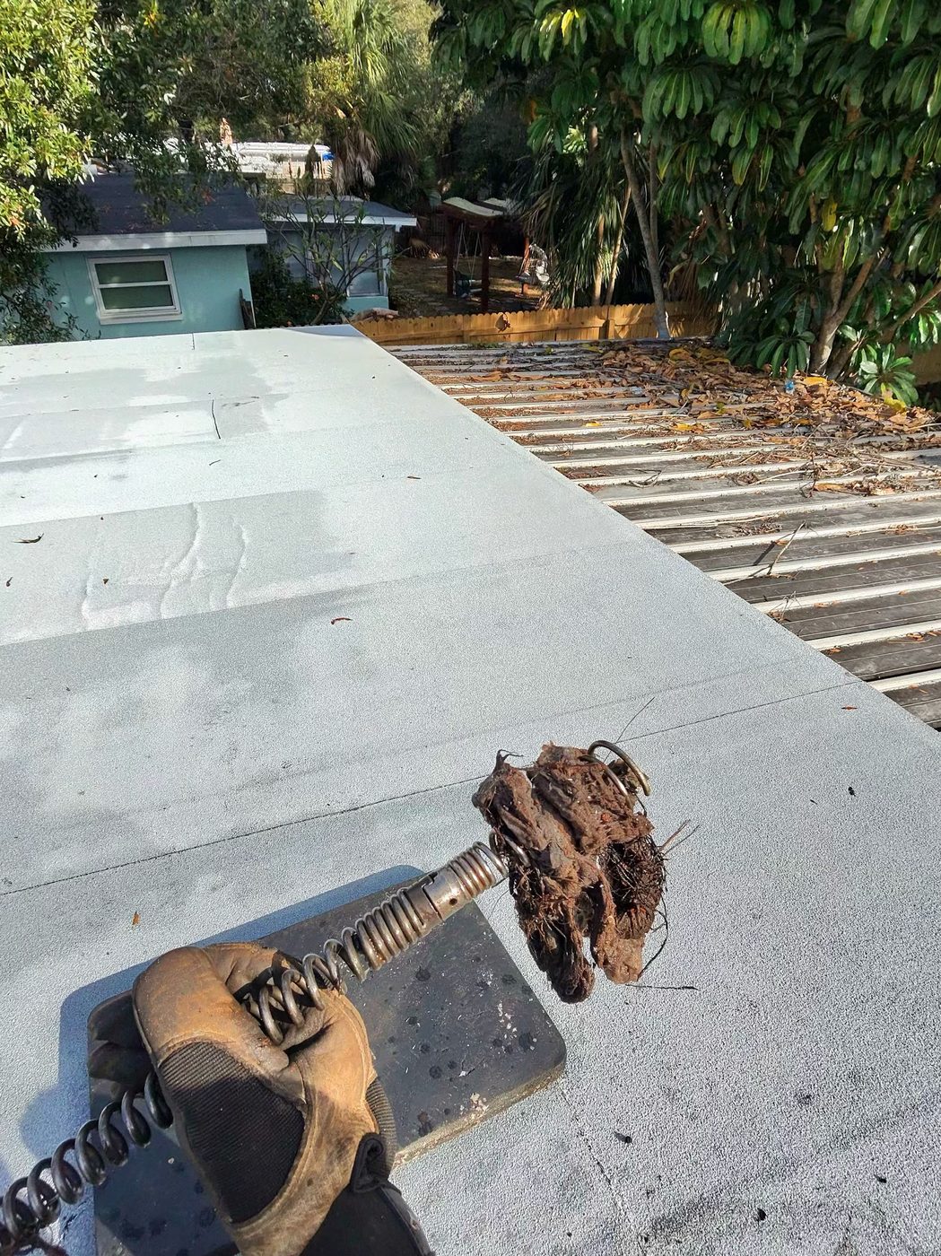 Tree roots pulled from a residential sewer line in Largo, FL by The Snake Charmer LLC drain cleaning service